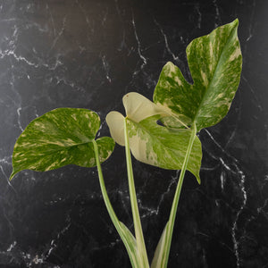 Monstera Deliciosa 'Creme Brûlée' (wk41-L38)