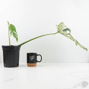 Monstera deliciosa 'Devil Monster' (wk18-UZ)