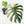 Monstera deliciosa 'Devil Monster' (wk18-UZ)
