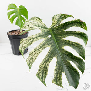 Monstera deliciosa 'Devil Monster' (wk18-UZ)