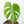 Monstera deliciosa 'Devil Monster' (wk18-UZ)