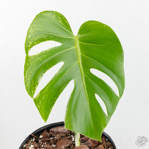 Monstera deliciosa 'Devil Monster' (wk18-UZ)