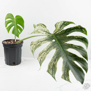 Monstera deliciosa 'Devil Monster' (wk18-UZ)
