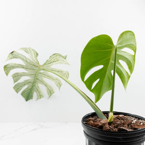 Monstera deliciosa 'Devil Monster' (wk18-UZ)