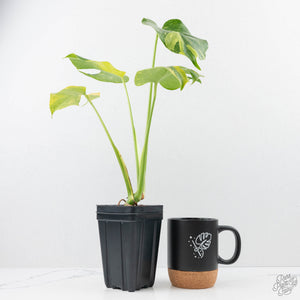 Monstera Deliciosa 'Electrolyte' (wk23-B)