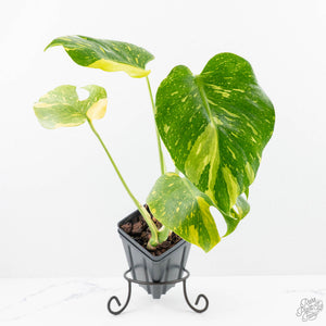 Monstera Deliciosa 'Electrolyte' (wk23-B)
