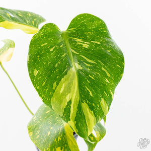 Monstera Deliciosa 'Electrolyte' (wk23-B)