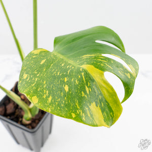 Monstera Deliciosa 'Electrolyte' (wk23-B)