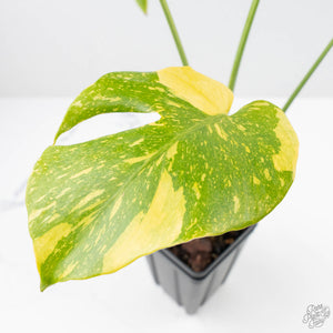 Monstera Deliciosa 'Electrolyte' (wk23-B)