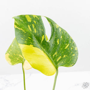 Monstera Deliciosa 'Electrolyte' (wk23-B)