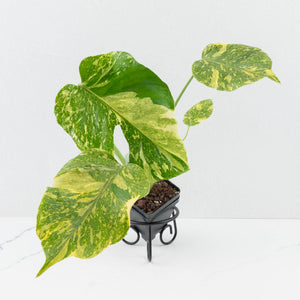 Monstera deliciosa 'Electrolyte' *Grower's Choice*