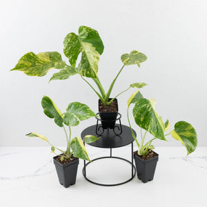 Monstera deliciosa 'Electrolyte' *Grower's Choice*