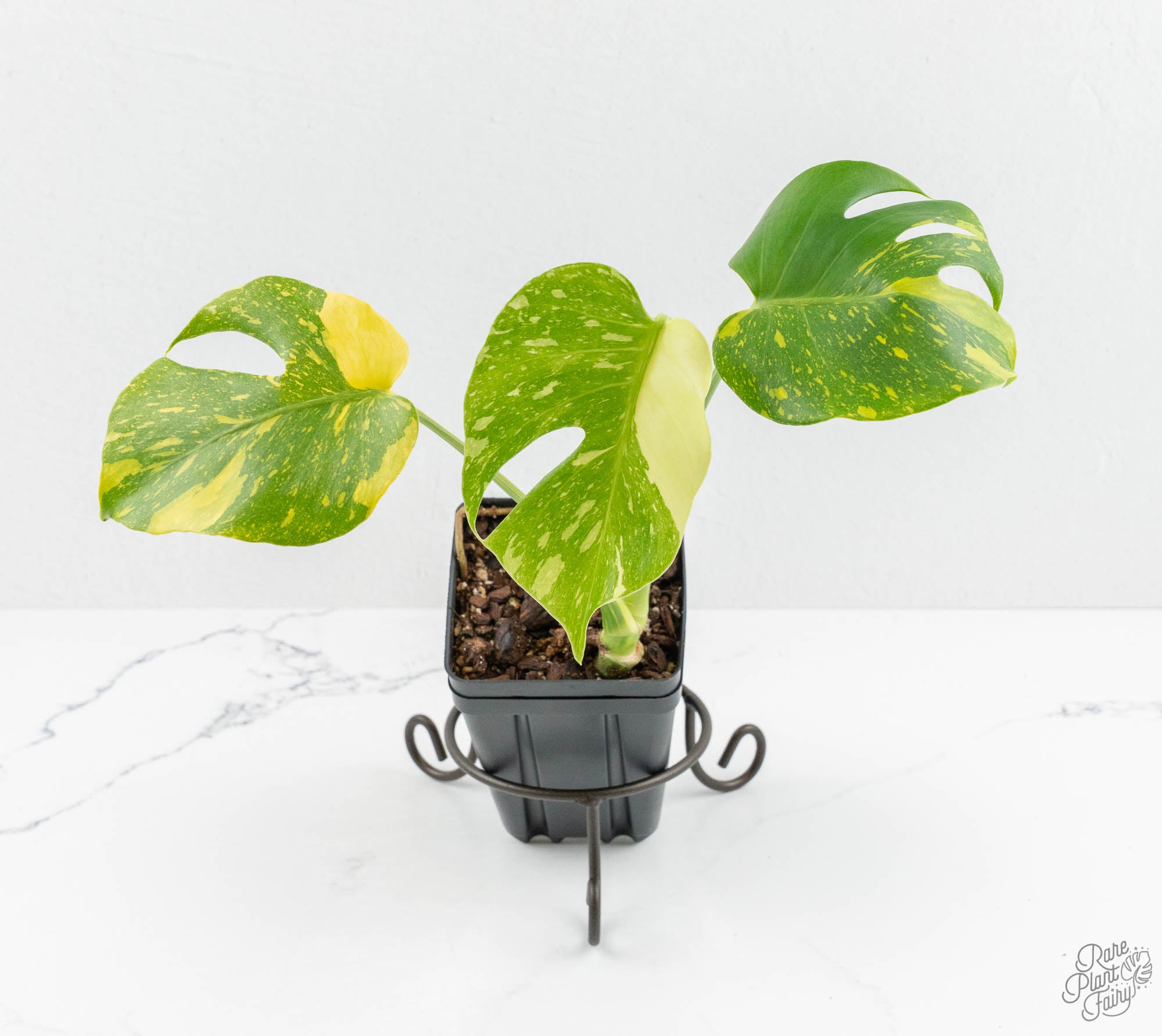 Monstera Deliciosa 'Electrolyte' (wk13-UO) – Rare Plant Fairy