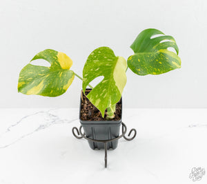 Monstera Deliciosa 'Electrolyte' (wk13-UO)