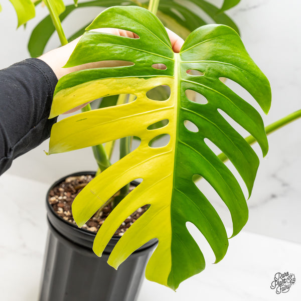 Monstera Deliciosa Aurea Variegated (Small Form/Borsigiana) (wk50-A)