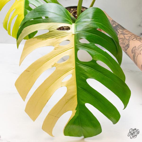 Monstera Deliciosa Aurea Variegated (Small Form/Borsigiana) (wk50-A)