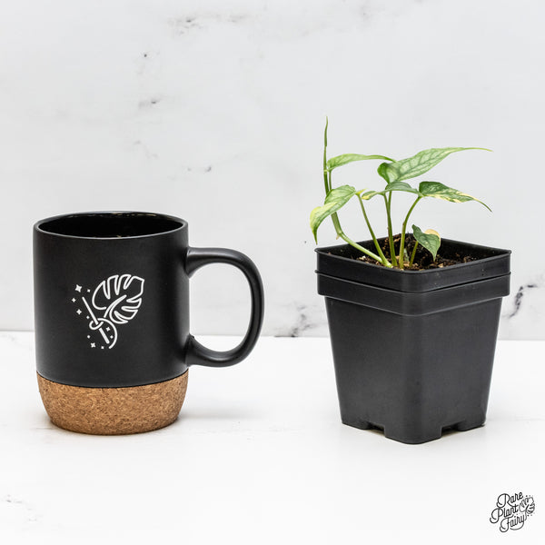 Monstera Siltepecana Aurea Variegated (wk52-B)