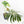 Monstera deliciosa ‘Tattoo’ *Grower's Choice*