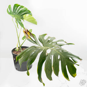 Monstera deliciosa ‘Tattoo’ *Grower's Choice*