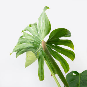 Monstera deliciosa ‘Tattoo’ *Grower's Choice*
