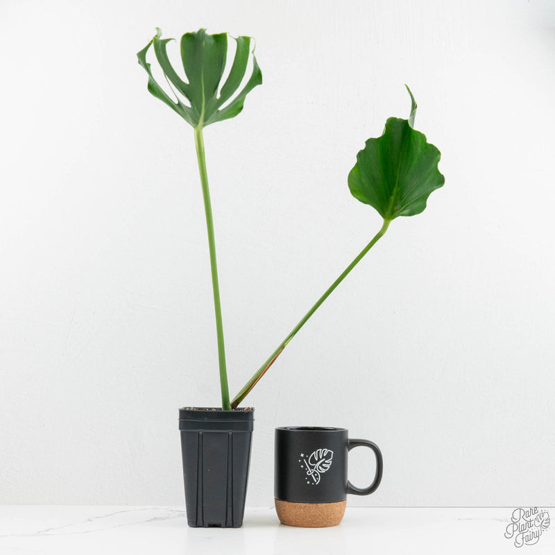 Monstera Deliciosa 'Unniiae' (wk15-UV)