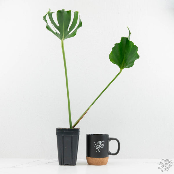 Monstera Deliciosa 'Unniiae' (wk15-UV) – Rare Plant Fairy
