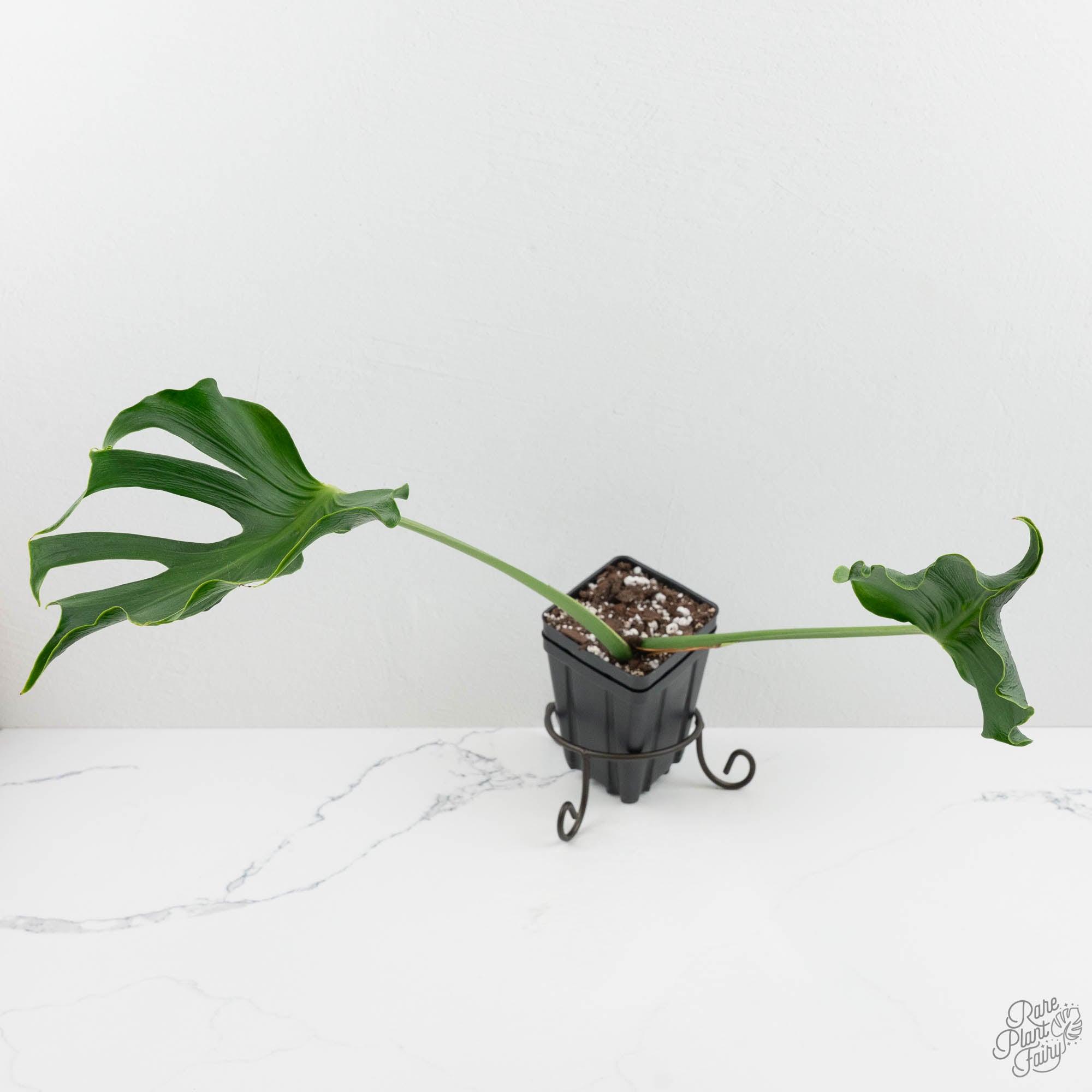 Monstera Deliciosa 'Unniiae' (wk15-UV) – Rare Plant Fairy