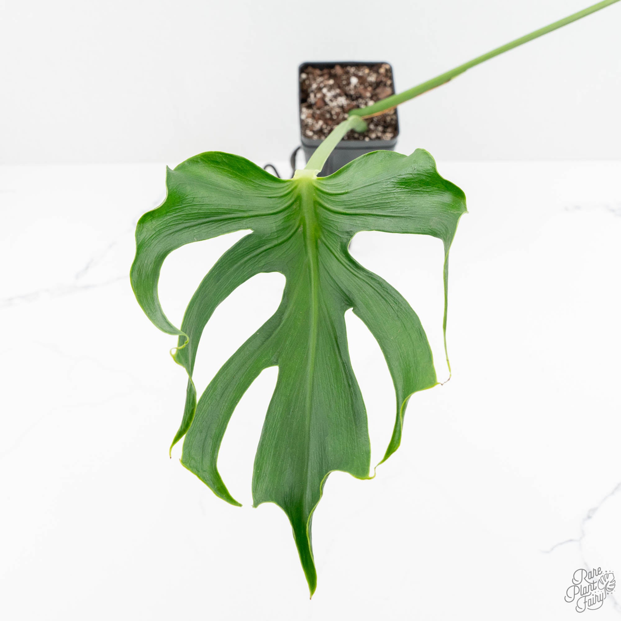 Monstera Deliciosa 'Unniiae' (wk15-UV) – Rare Plant Fairy