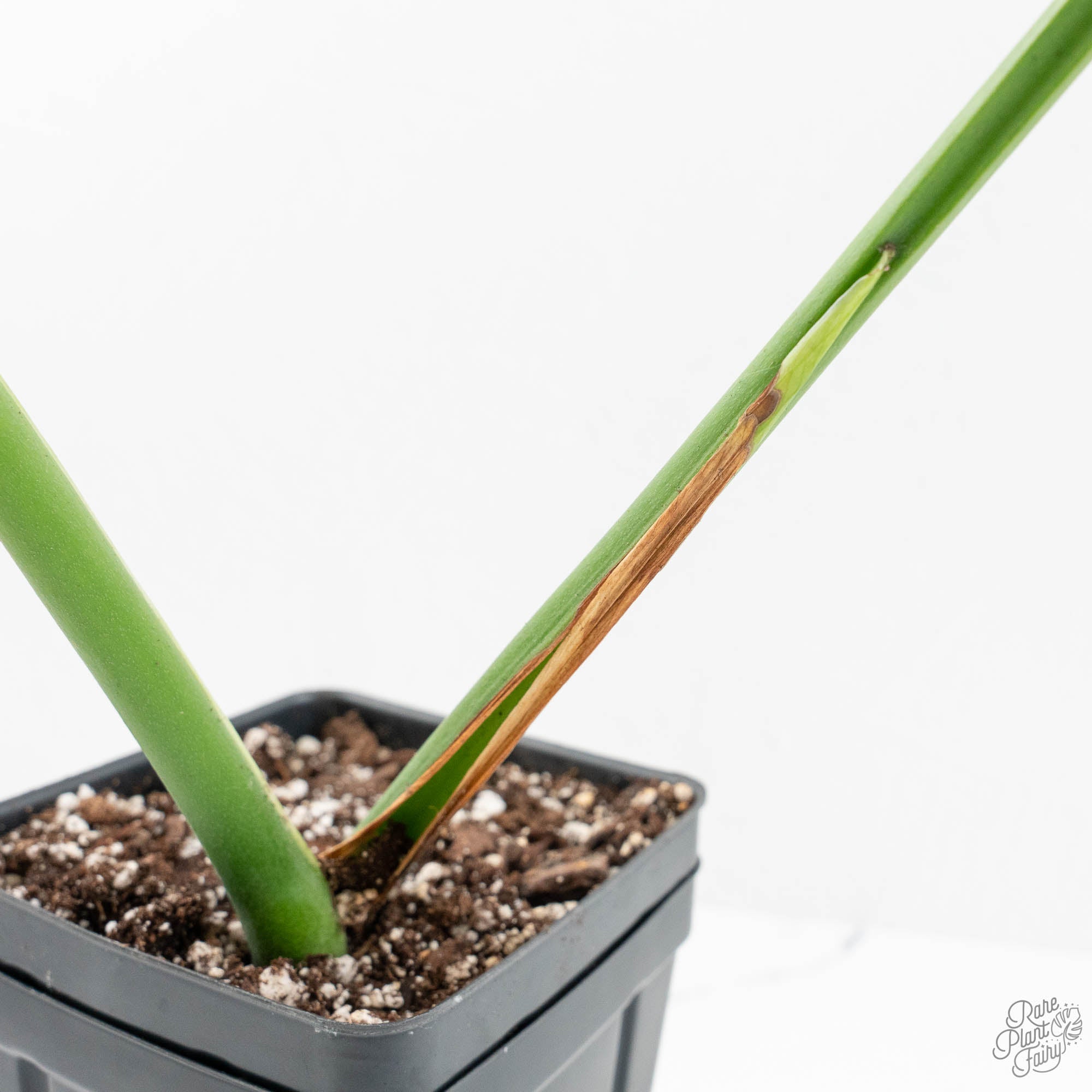 Monstera Deliciosa 'Unniiae' (wk15-UV) – Rare Plant Fairy
