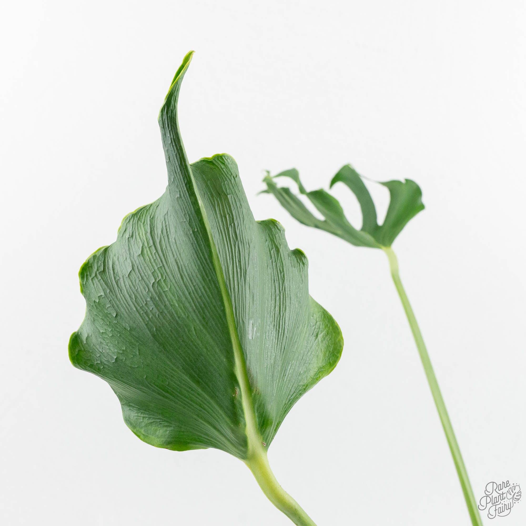 Monstera Deliciosa 'Unniiae' (wk15-UV) – Rare Plant Fairy