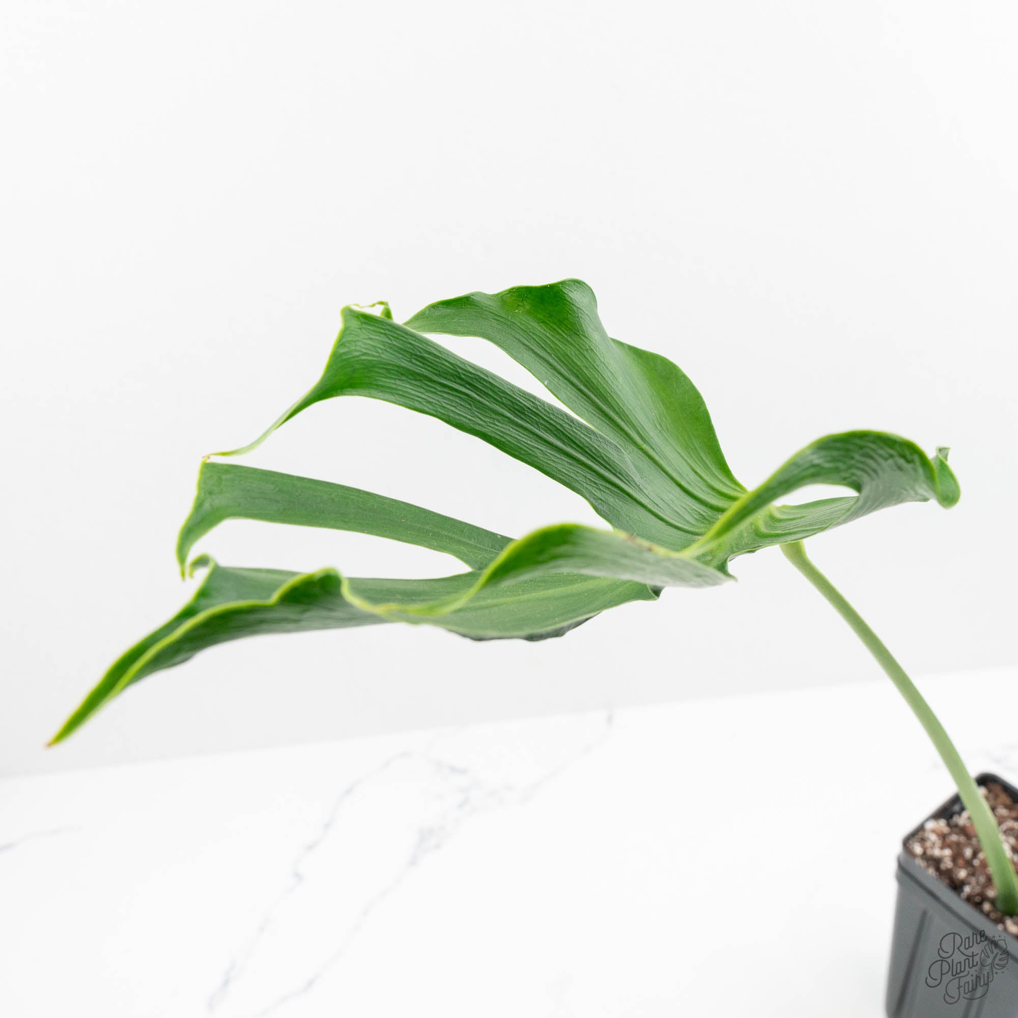 Monstera Unniiae モンステラ　デリシオーサ ウンニアエ　④ モンステラ・デリシオーサ 'Unniiae(ウニアエ/ウンニアエ/ユニアエ