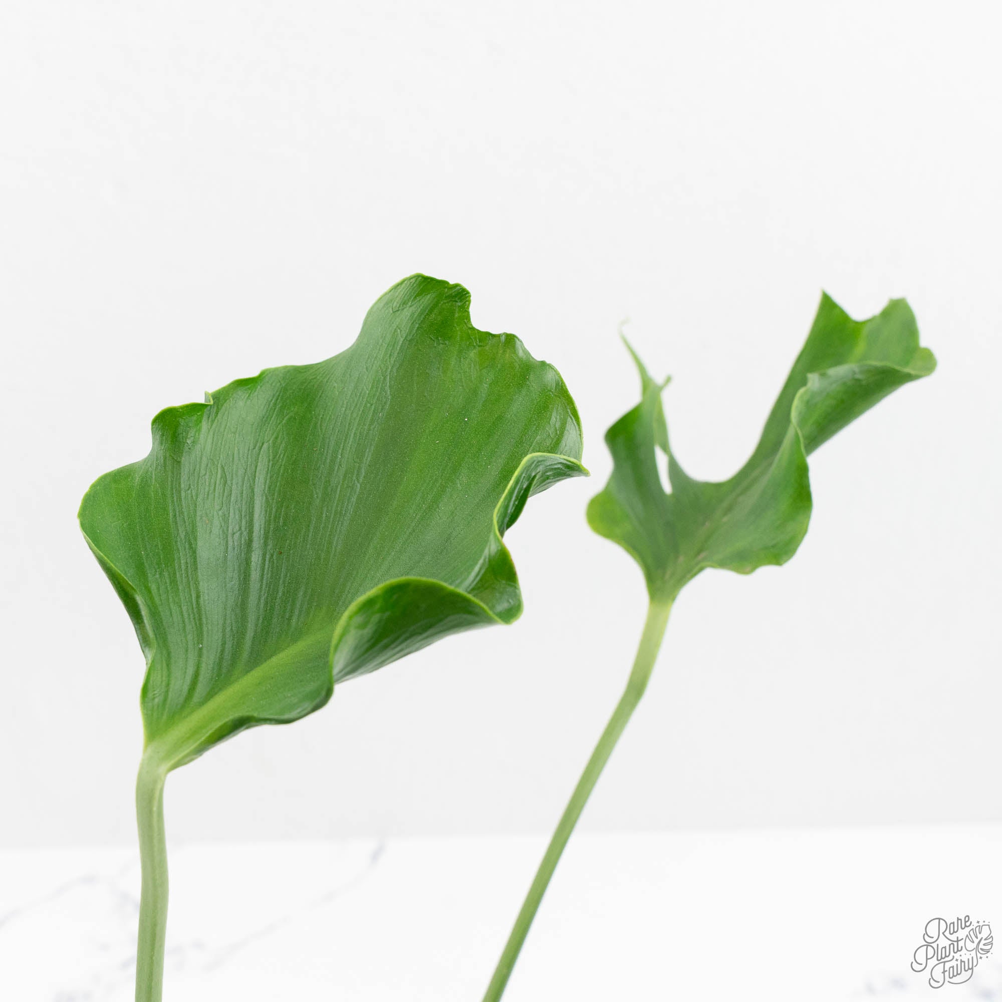 Monstera Deliciosa 'Unniiae' (wk16-UH) – Rare Plant Fairy