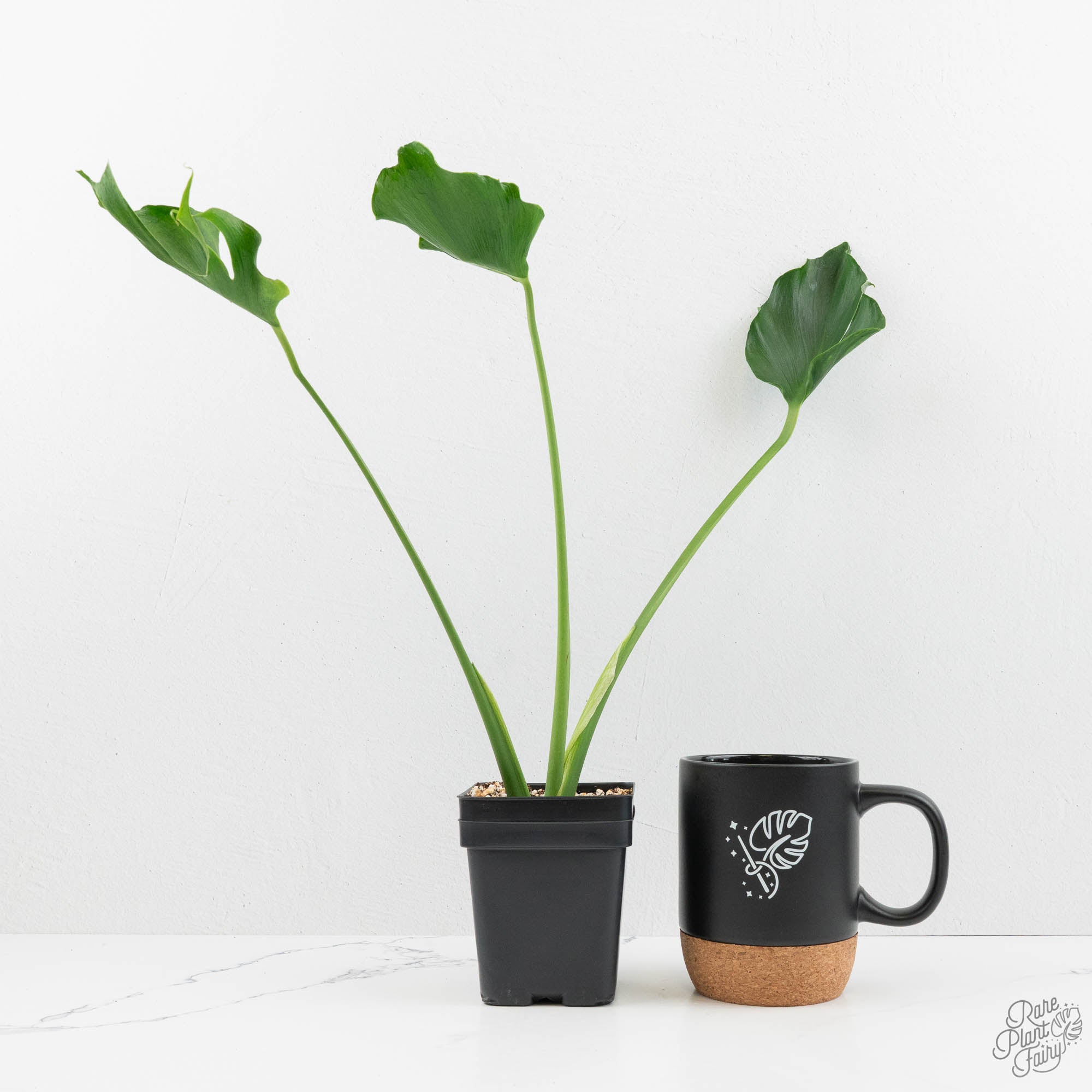 Monstera Deliciosa 'Unniiae' (wk16-UH) – Rare Plant Fairy