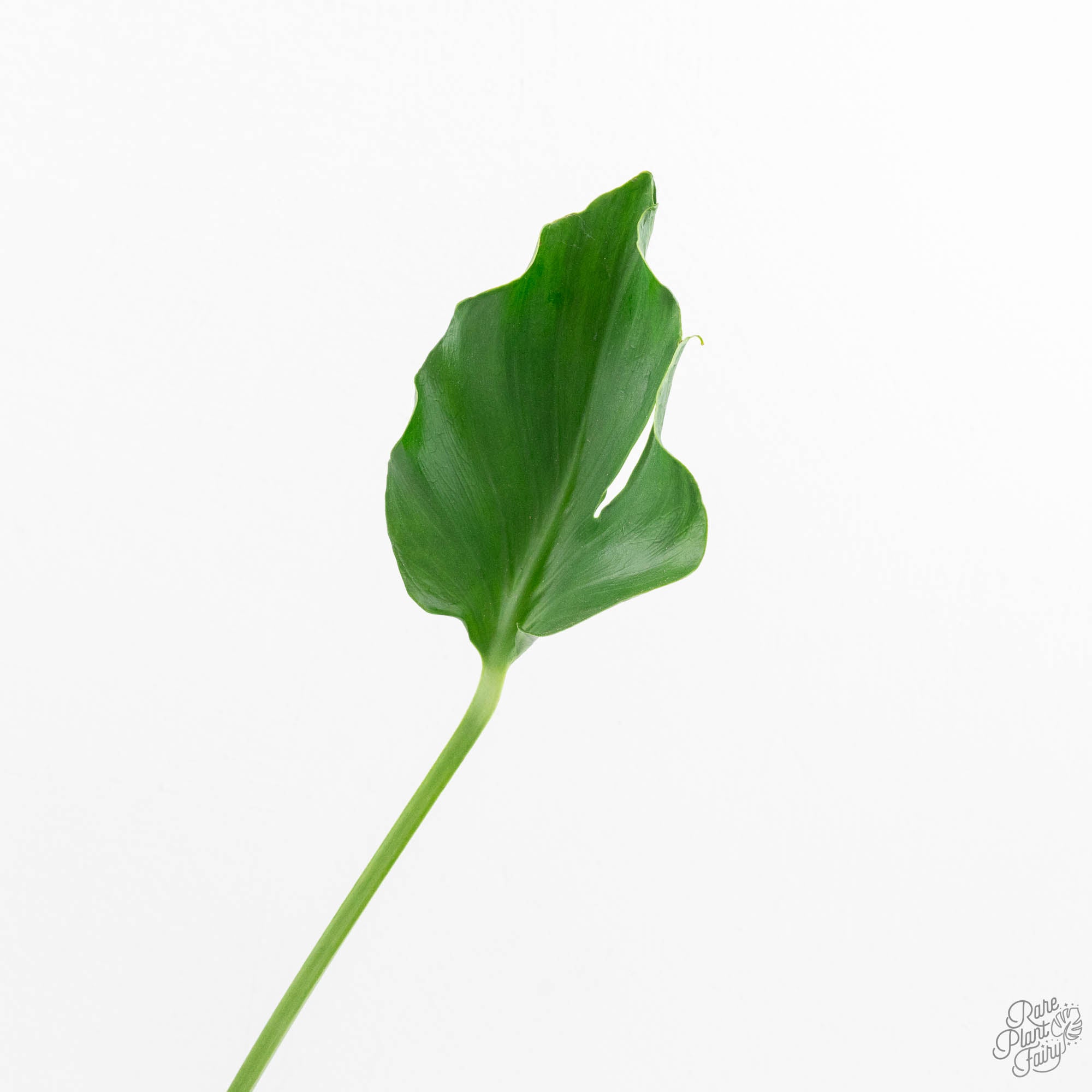 Monstera Deliciosa 'Unniiae' (wk16-UH) – Rare Plant Fairy