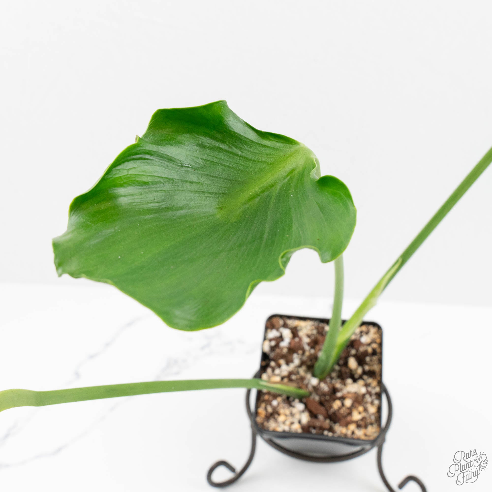 Monstera Deliciosa 'Unniiae' (wk16-UH) – Rare Plant Fairy