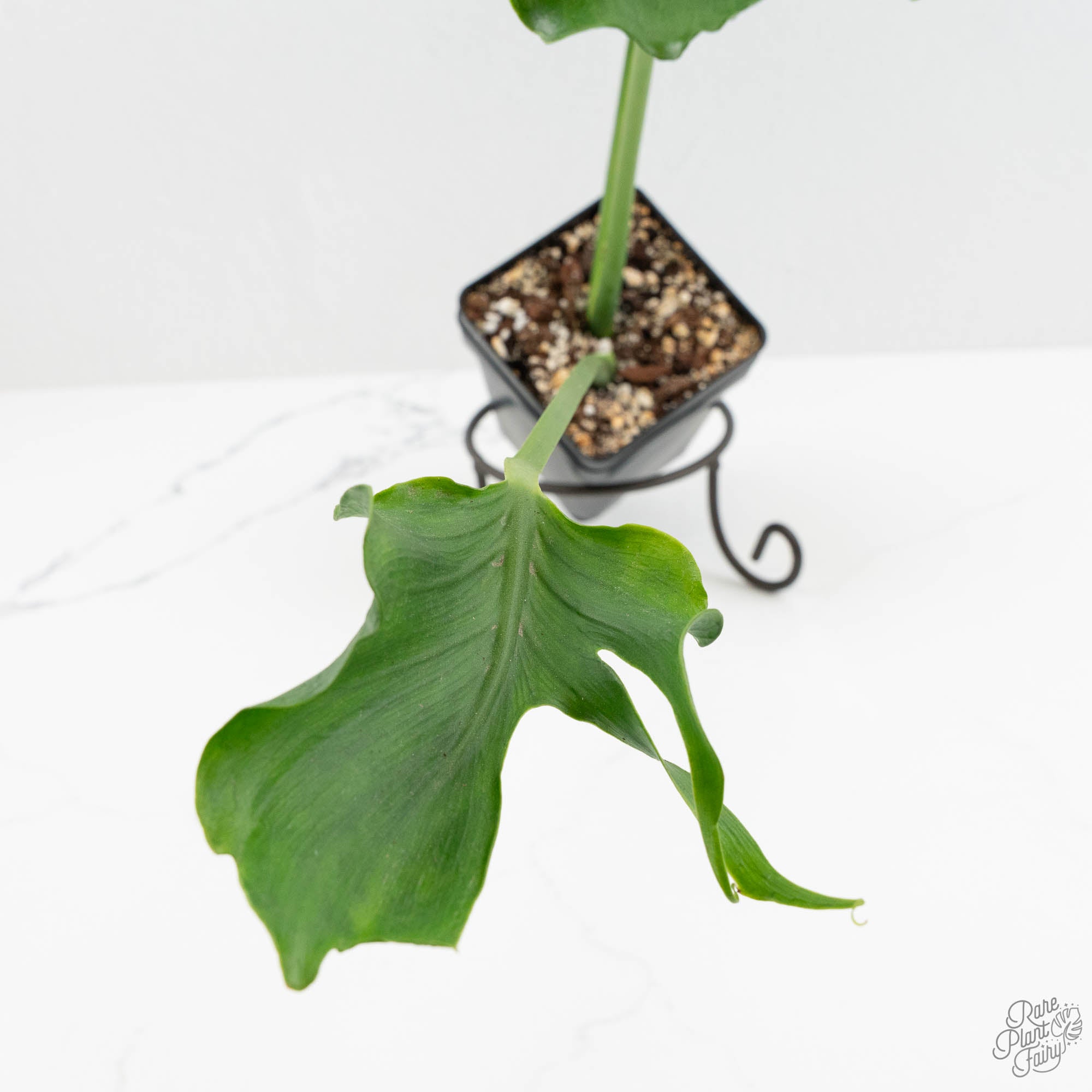 Monstera Deliciosa 'Unniiae' (wk16-UH) – Rare Plant Fairy