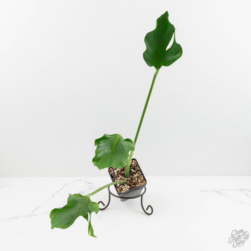 Monstera Deliciosa 'Unniiae' (wk16-UH)