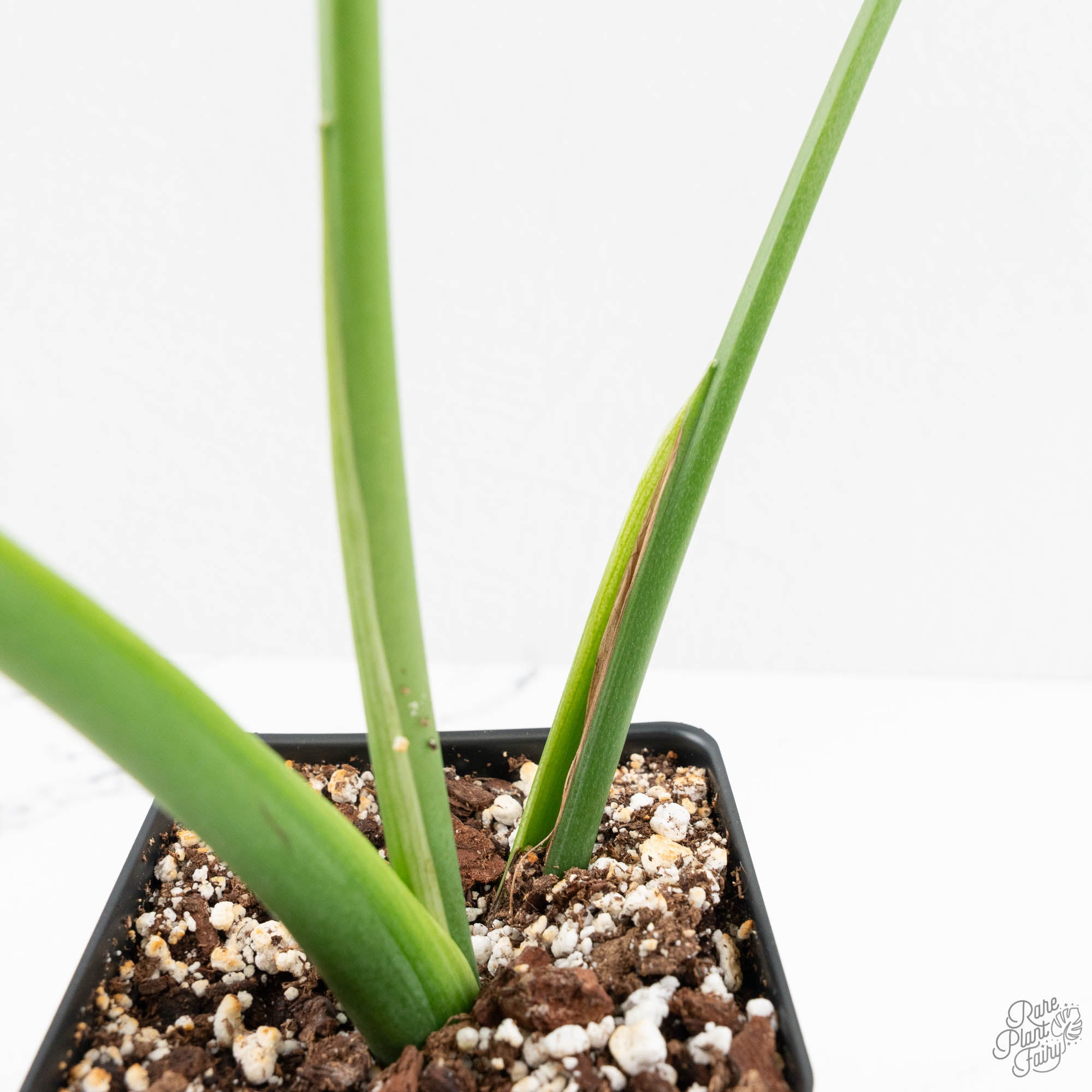 Monstera Deliciosa 'Unniiae' (wk16-UH) – Rare Plant Fairy