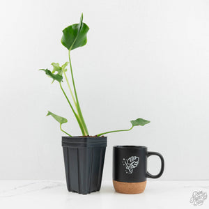 Monstera Deliciosa 'Unniiae' (wk17-UE)