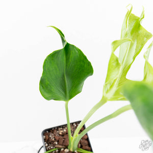 Monstera Deliciosa 'Unniiae' (wk17-UE)