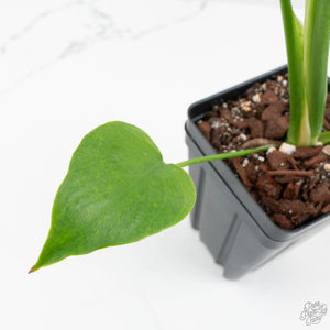 Monstera Deliciosa 'Unniiae' (wk17-UE)