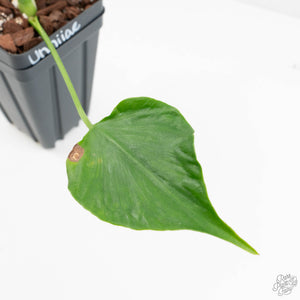 Monstera Deliciosa 'Unniiae' (wk17-UE)