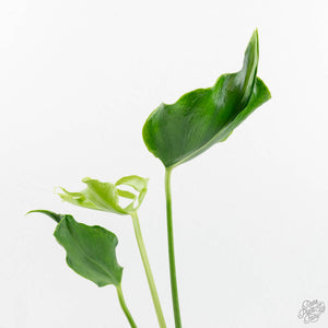 Monstera Deliciosa 'Unniiae' (wk17-UE)