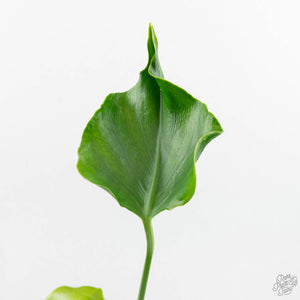Monstera Deliciosa 'Unniiae' (wk17-UE)