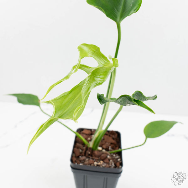 Monstera Unniiae モンステラ　デリシオーサ ウンニアエ Monstera Deliciosa 'Unniiae' (wk17-UE) – Rare Plant Fairy