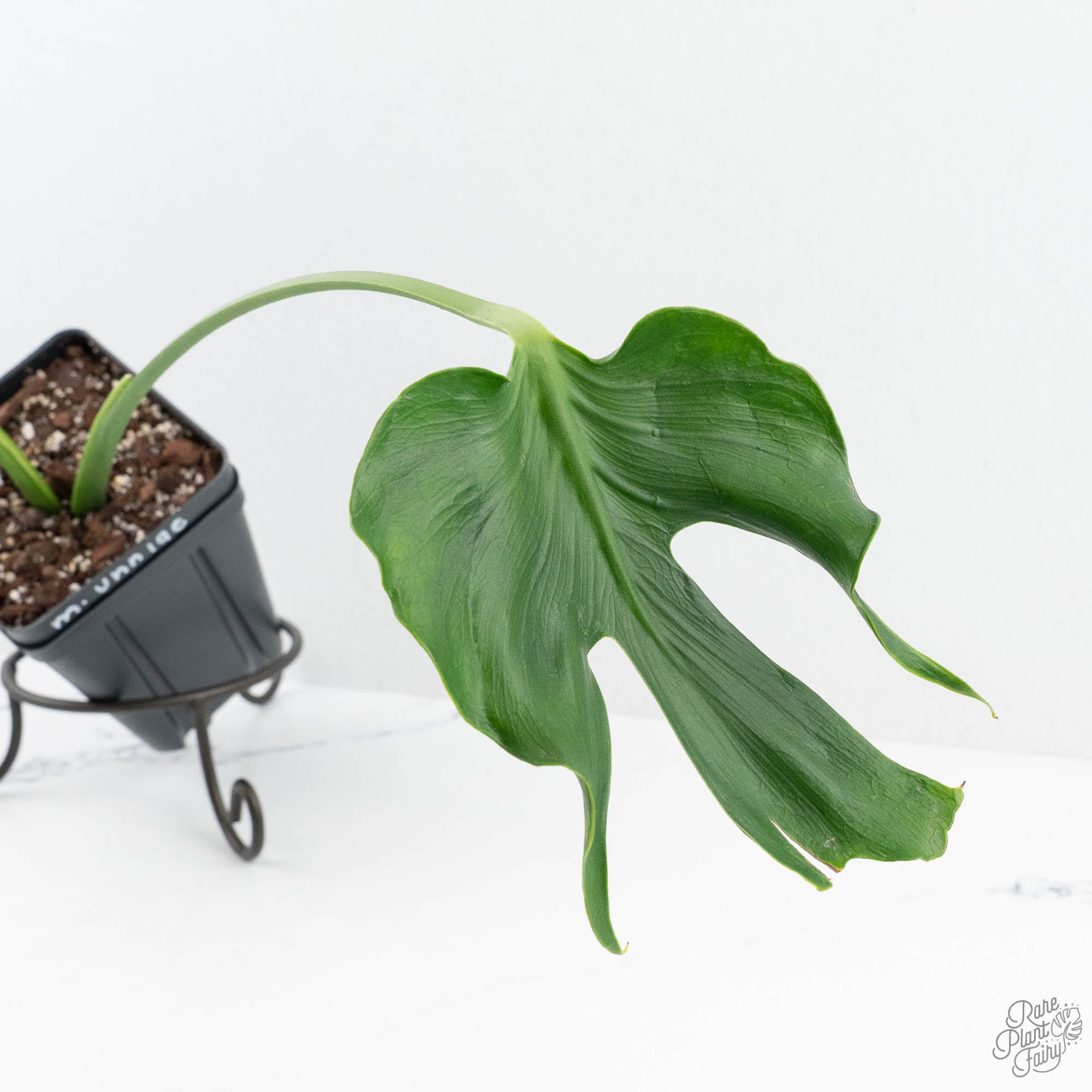 Monstera Deliciosa 'Unniiae' (wk19-UF) – Rare Plant Fairy
