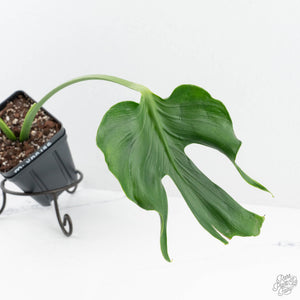 Monstera Deliciosa 'Unniiae' (wk19-US)