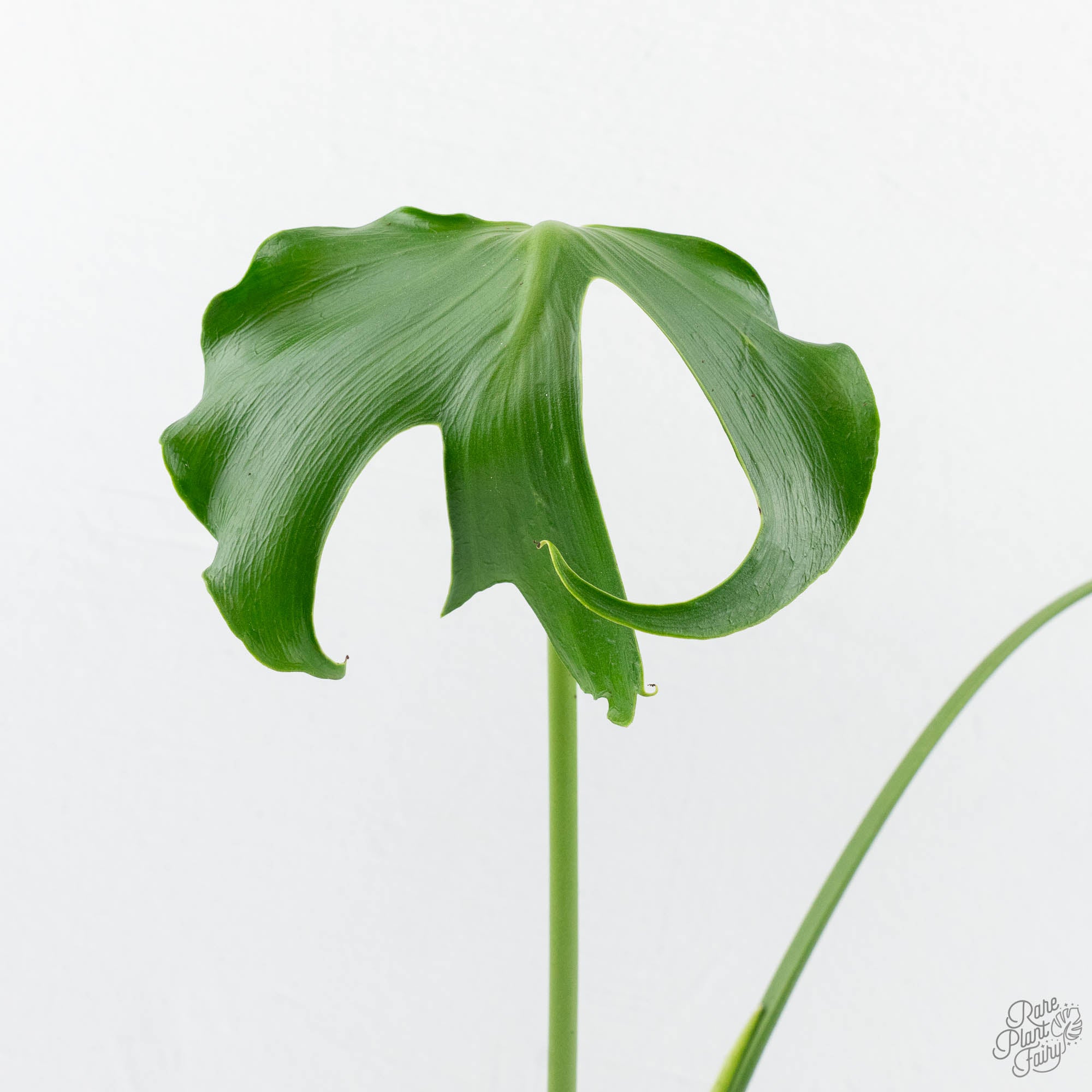 Monstera Deliciosa 'Unniiae' (wk19-UF) – Rare Plant Fairy