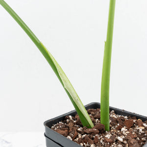 Monstera Deliciosa 'Unniiae' (wk19-US)