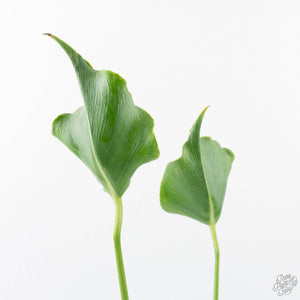Monstera Deliciosa 'Unniiae' (wk20-UI)